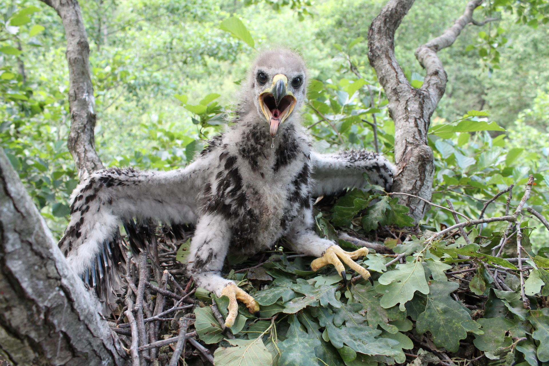 Greater Spotted Eagle chick APB-BirdLife Belarus Archive