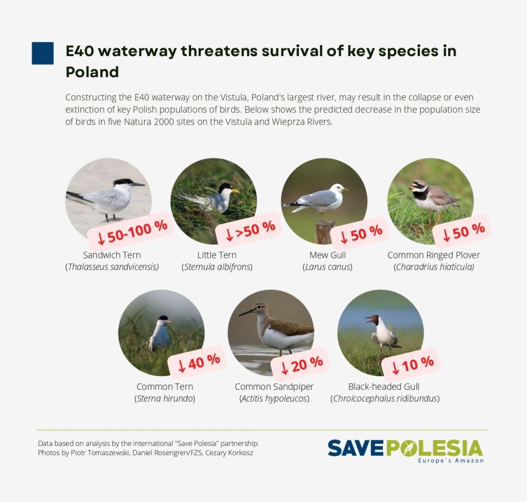 E40 waterway threatens survival of key species in Poland